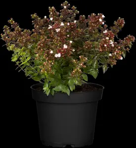 abelia grandiflora (100-125 cm) - afbeelding 3