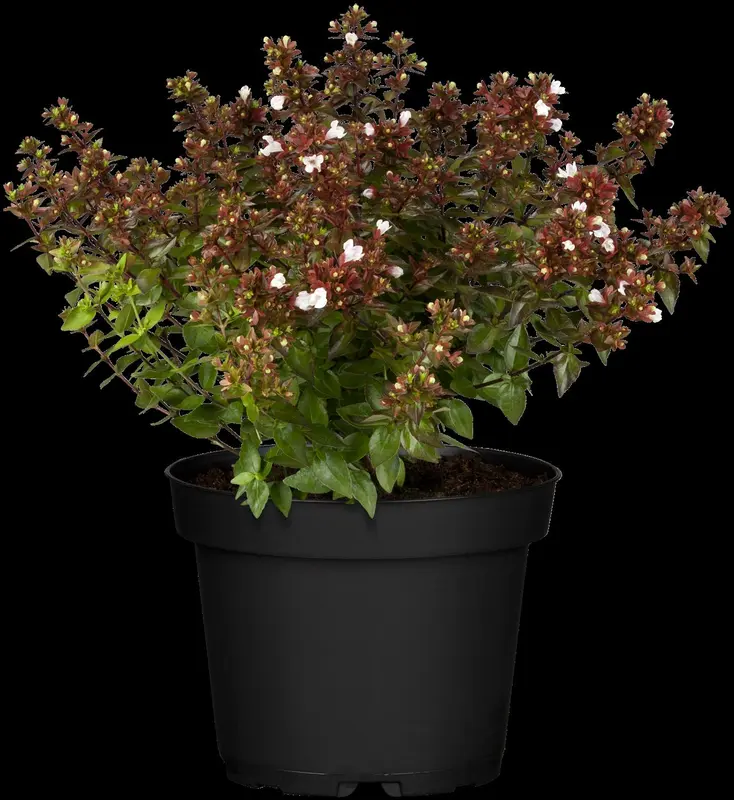 abelia grandiflora (25- 30cm) - afbeelding 3