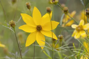 coreopsis vert. 'grandiflora' P9