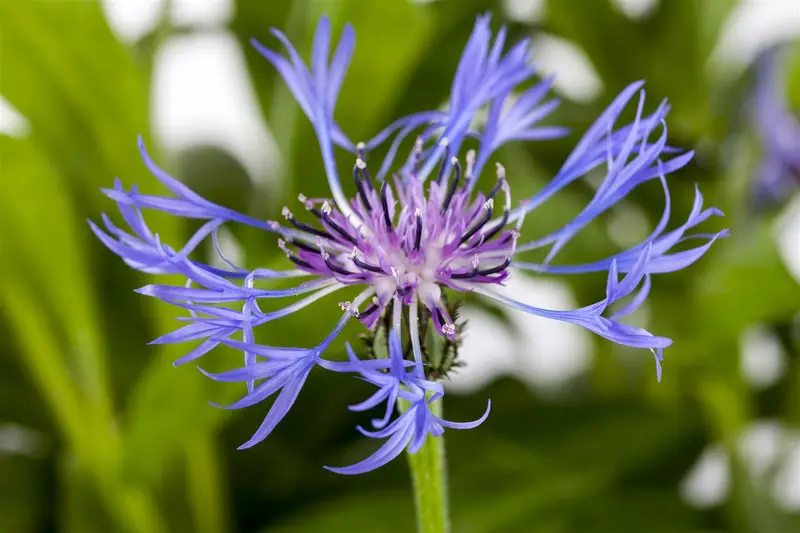 centaurea montana 'grandiflora' P11