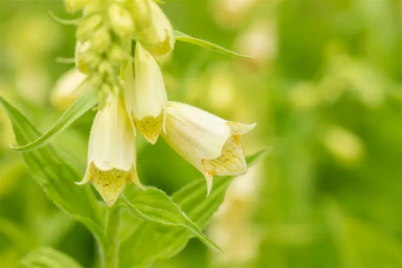 digitalis grandiflora P11 - afbeelding 2