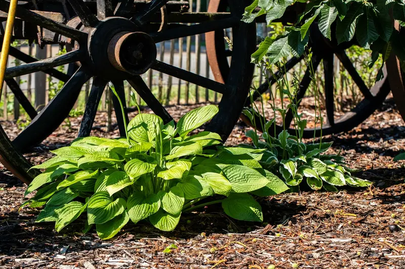 hosta plant. 'grandiflora' P9