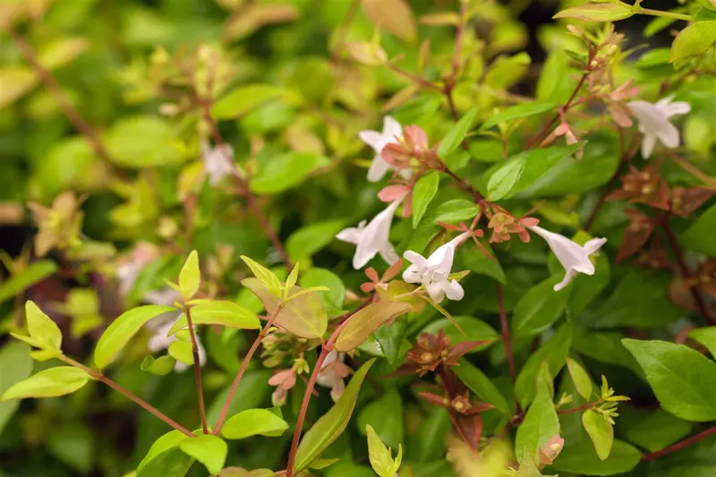 abelia grandiflora (100-125 cm) - afbeelding 1