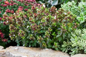 abelia grandiflora (100-125 cm) - afbeelding 2