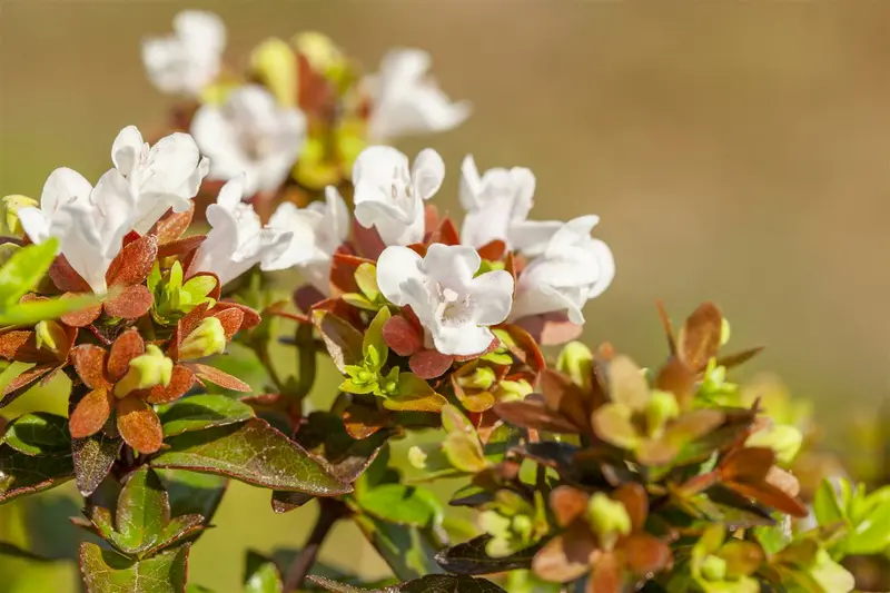 abelia grandiflora (100-125 cm) - afbeelding 4