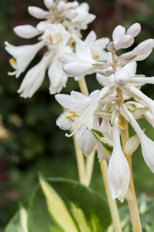 hosta sieb. 'great expectations' P9 - afbeelding 2