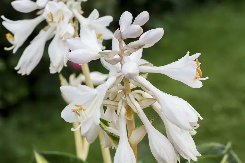 hosta sieb. 'great expectations' P9 - afbeelding 1