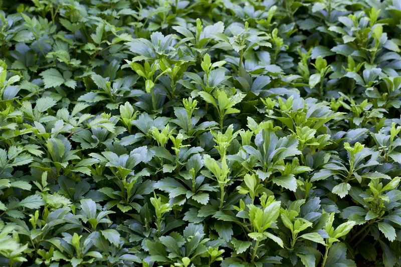 pachysandra term. 'green carpet' P9 - afbeelding 1