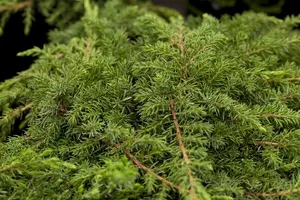 Green Carpet juniperus 80-100 - afbeelding 5