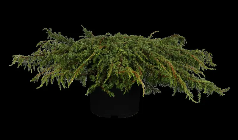 Green Carpet juniperus 80-100 - afbeelding 1