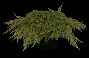 Green Carpet juniperus 80-100 - afbeelding 3