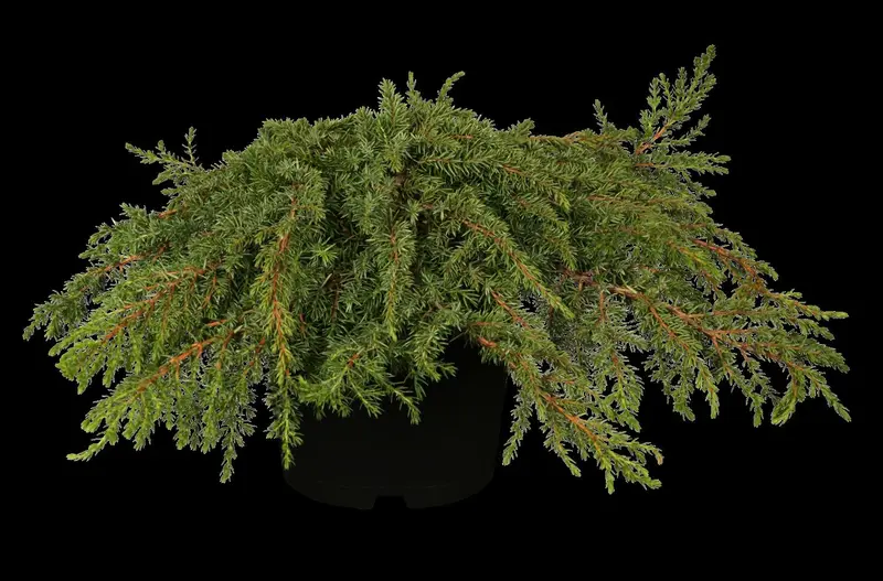 Green Carpet juniperus 80-100 - afbeelding 2