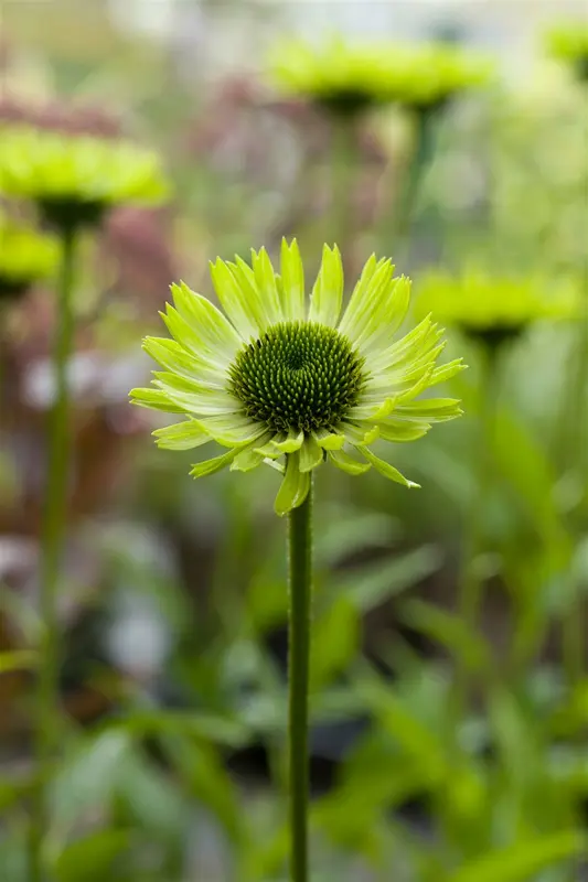 echinacea purp. 'green jewel' P9 - afbeelding 3