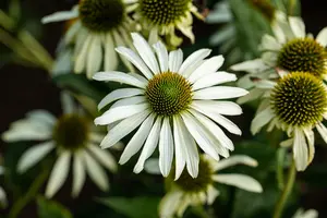 echinacea purp. 'green jewel' P11 - afbeelding 1