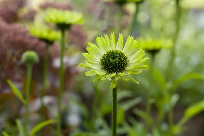 echinacea purp. 'green jewel' P11 - afbeelding 2