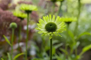 echinacea purp. 'green jewel' P9 - afbeelding 2