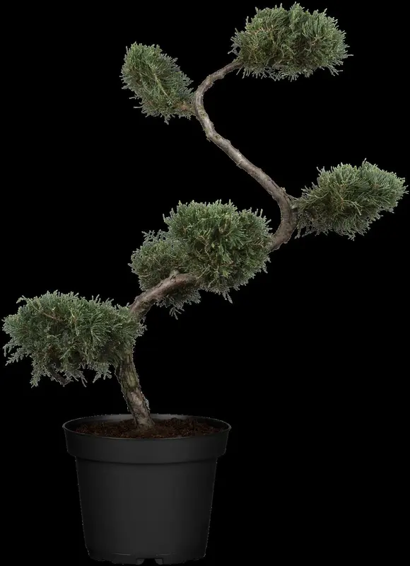 Grey Owl juniperus 150-175 - afbeelding 2