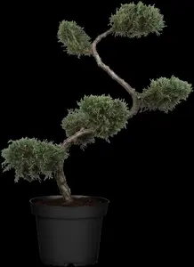 Grey Owl juniperus 150-175 - afbeelding 2