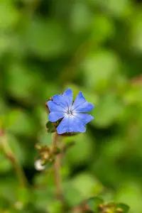 ceratostigma griffithii P9