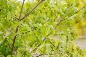 acer griseum (175-200 cm) - afbeelding 4