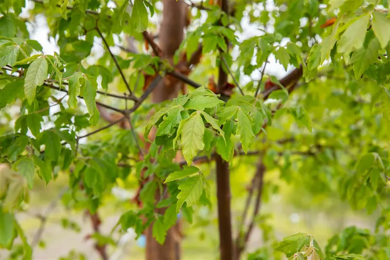 acer griseum (175-200 cm) - afbeelding 5