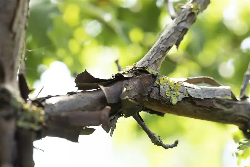 acer griseum (80-100 cm) - afbeelding 3