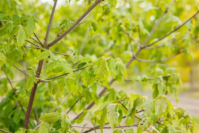 acer griseum (80-100 cm) - afbeelding 4