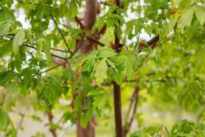 acer griseum (100-125 cm) - afbeelding 5