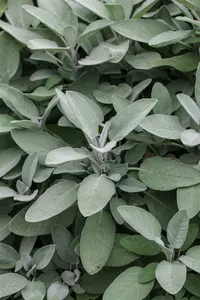 salvia off. 'growers friend' P9 - afbeelding 2