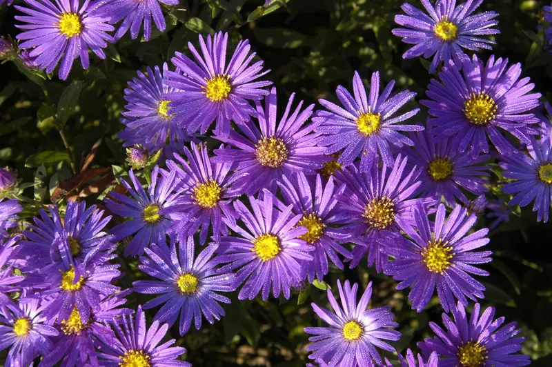 aster amellus 'gründer' P9