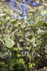 brunnera macr. 'hadspen cream' P9 - afbeelding 1