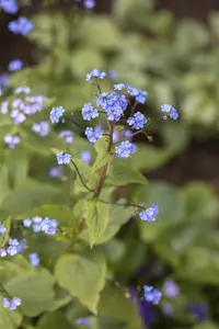 brunnera macr. 'hadspen cream' P9 - afbeelding 3