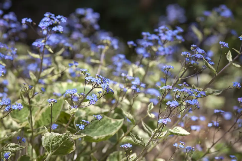 brunnera macr. 'hadspen cream' P9 - afbeelding 2