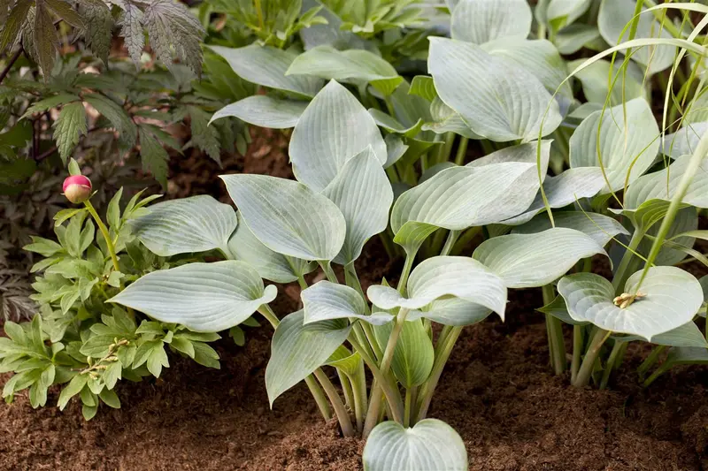 hosta tardiana 'halcyon' P11