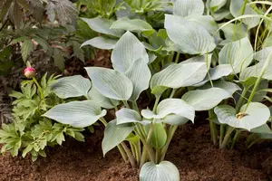 hosta tardiana 'halcyon' P11