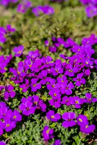 aubrieta hamburger stadtpark P10.5 - afbeelding 3