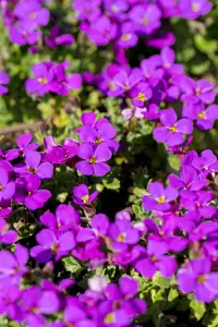 aubrieta hybr. 'hamburger stadtpark' P9 - afbeelding 5