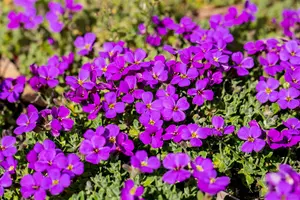 aubrieta hamburger stadtpark P10.5 - afbeelding 1