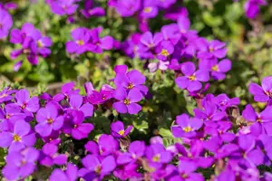 aubrieta hamburger stadtpark P10.5 - afbeelding 2