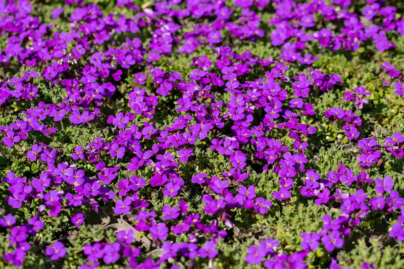 aubrieta hamburger stadtpark P10.5 - afbeelding 4