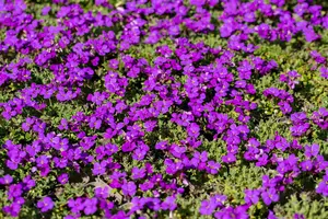 aubrieta hamburger stadtpark P10.5 - afbeelding 4