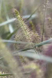 pennisetum alop. 'hameln' P9 - afbeelding 1