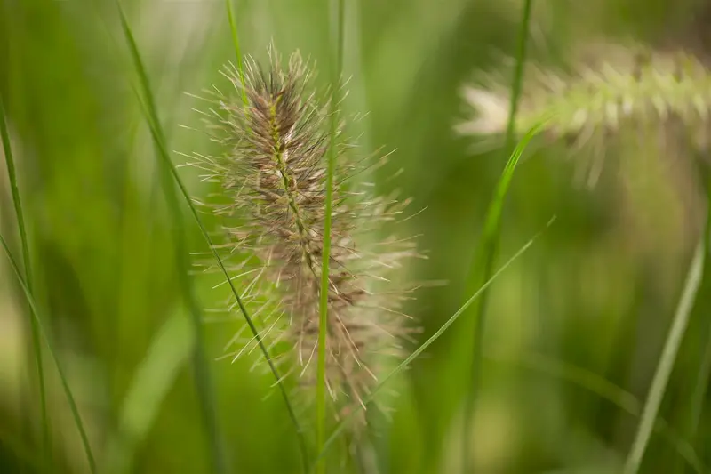 pennisetum alop. 'hameln' P11 - afbeelding 2