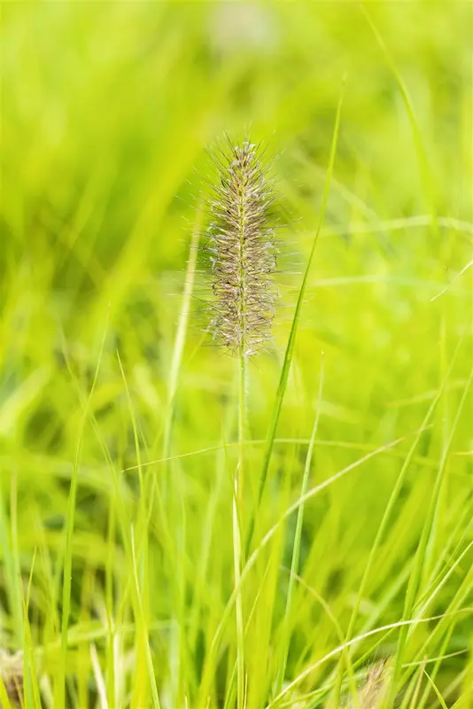 pennisetum alop. 'hameln gold' P9 - afbeelding 3