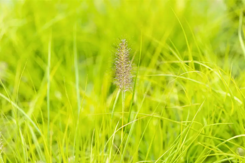 pennisetum alop. 'hameln gold' P9 - afbeelding 2