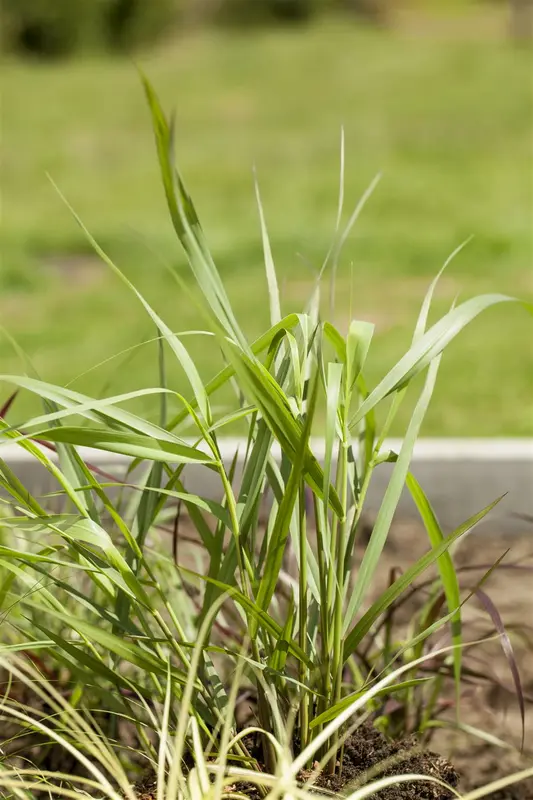 panicum virg. 'hänse herms' P9 - afbeelding 3