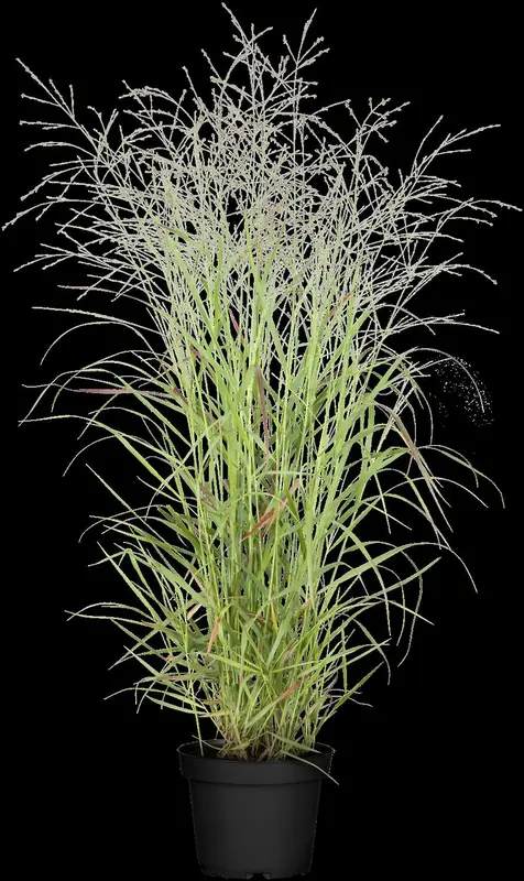 panicum virg. 'hänse herms' P9 - afbeelding 5