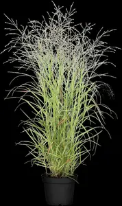 panicum virg. 'hänse herms' P9 - afbeelding 5