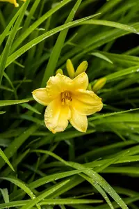 hemerocallis hybr. 'happy returns' P9 - afbeelding 2