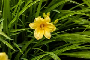 hemerocallis hybr. 'happy returns' P9 - afbeelding 1